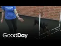 Dog training day camp boarding and more at Paws N Play