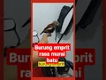 Download Lagu burung emprit rasa murai batu#shorts