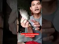 Lagu Cara ampuh menjinakkan burung kutilang Giras#shorts#shortvideo#burungkutilang#masterankutilang