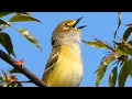 Download Lagu Suara burung Vireo | Burung bermata putih