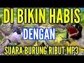 Download Lagu SUARA BURUNG RIBUT kejepit MP3, PIKAT SEMUA JENIS BURUNG TERBUKTI AMPUH
