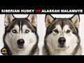 What Is The Difference Between Siberian Huskies and Alaskan Malamutes