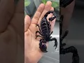Download Lagu Menakjubkan! Perubahan Serangga, Laba-laba, Kalajengking | Best Animal Tiktok