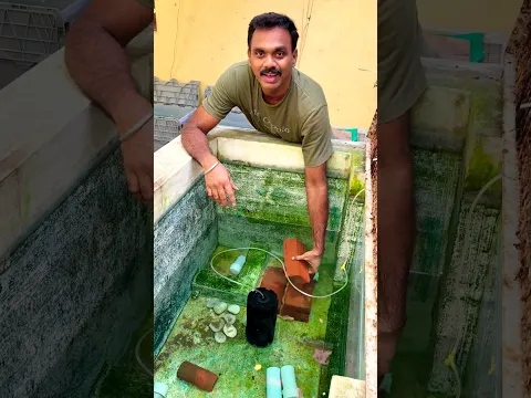 MAFF Fry 🐟🐟Release with Bristlenose Pleco 🔥🔥