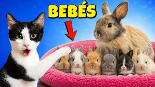 ¡MI GATO REACCIONA ASÍ A LOS BEBÉS CONEJITO! TODO LO QUE PIENSA MI CONEJO SE HACE REALIDAD