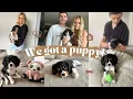 We got a puppy Cavalier King Charles Spaniel