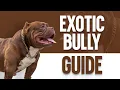 Exotic Bully - The Ultimate Guide