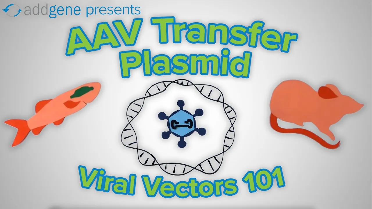 AAV Transfer Plasmids Explained: Viral Vector Components & Elements