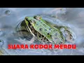 Download Lagu SUARA KODOK ; RELAKSASI SUARA ALAM PEDESAAN