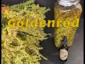Download Lagu Goldenrod The Benefits \u0026 How to Tincture