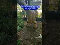Download Lagu Ever seen a dino drop a log? 💩 🤣 #jurassiclive #dinosaur #raptor #poop #funny #viralshort