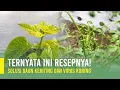 Lagu CARA MENGATASI DAUN KERITING DAN VIRUS KUNING TANAMAN CABAI