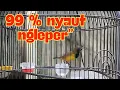 Download Lagu 99% sogon anda bunyi, NGLEPER NGLEPER rmang: