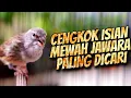 Lagu MATERI ISIAN MEWAH JAWARA ! MASTERAN KENARI ISIAN BLACKTHROAT GACOR PALING DICARI #49