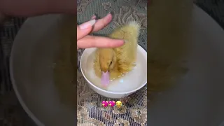شوفه الوصخه  مالتي جاي دسبح  لايك  اكسبلور  تصميم فيديوهات        دندنها