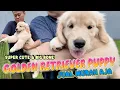 Jual Murah Super Cute \u0026 Big Bone Golden Retriever Puppy