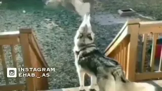 حالات واتساب الذئب 