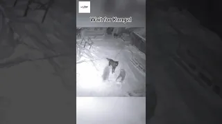 Kangal Vs Wolf Who S The Ultimate Alpha Predator Kangal Wolfdog 