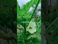 Murottal Merdu.qori'ah lily Rahma