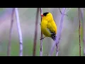 Spring Awakens in Full Glory 🌸 From Singing Goldfinches to Rare Snakes in 4K