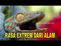 Lagu [FULL] RASA EXTREM DARI ALAM | JEJAK PETUALANG (30/01/26)