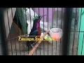 Masteran Suara Burung Konin durasi pendek // Pancingan konin #shorts