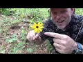 Monocotyledons vs Dicotyledons
