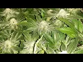 Master Kush Weed Seed Express frosty buds short 1in Unit Farm UF4000 Grow harvest to come follow