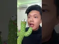 Download Lagu Ini kaktus ngebug apa gimana?