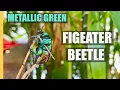 Figeater Beetle with Brilliant Green colors in San Diego is a Southwestern Native