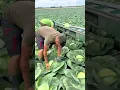 Lagu Panen sayuran kubis dengan bantuan kendaraan khusus dan canggih #shorts
