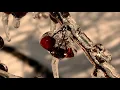 "Winter Wonder" And Original Composition on the Double Strung Harp