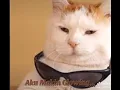 Download Lagu Masa kucing di rumah aja