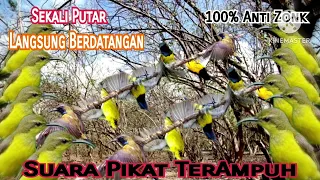 suara pikat sogok ontong yang susah turun dijamin ampuh 100 anti zonk terbaru 2023