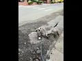 Download Lagu Happy Donkey Finds Perfect Spot to Roll During Walk