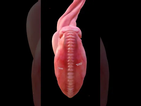 How the Human Spine Forms Before Birth 🤰🏻💞👶🏻
