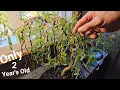 Weeping Willow Bonsai Tree Aka Corkscrew willow