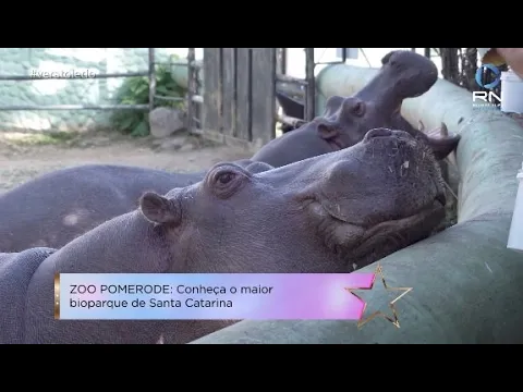 Programa Vera Toledo: Conheça a maioria dos animais que vivem em zoológico de Pomerode