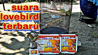 Download suara lovebird Mp3 masteran terpopuler bulan ini MP3