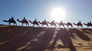 مشاهد قافلة جمال في الصحراء اختلال الموازين اسيد صبحه 