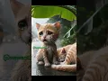 Download Lagu tak ada yang menolong |kisah kucing sedih bikin nangis #shortvideo #cat #kucingsedih