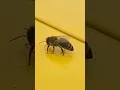 Download Lagu A bees life #bee #insects #bugs #yellowjackets #life #myplantedworld #morning #pollen
