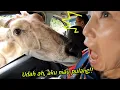 Download Lagu Seharian di Bogor, Keluarga Korea PANIK BANGET!🤣🤣