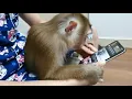 Monkey on phone meme templates