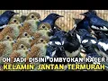 Lagu PENTET MONYET 30 RIBU | KACER OMBYOKAN HRG DIBAWAH PASARAN CUMA 230 RIBUAN DI PASAR BURUNG PRAMUKA 