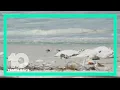 Newest red tide report Most encouraging that we ve seen in quite a while