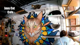 Java Cats Cafe