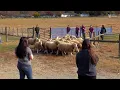 Major in Pre-Veterinary Medicine at the University of Delaware