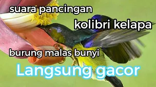 suara burung kolibri kelapa manggar di alam liar