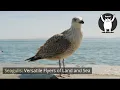 Seagulls Versatile Flyers of Land and Sea
